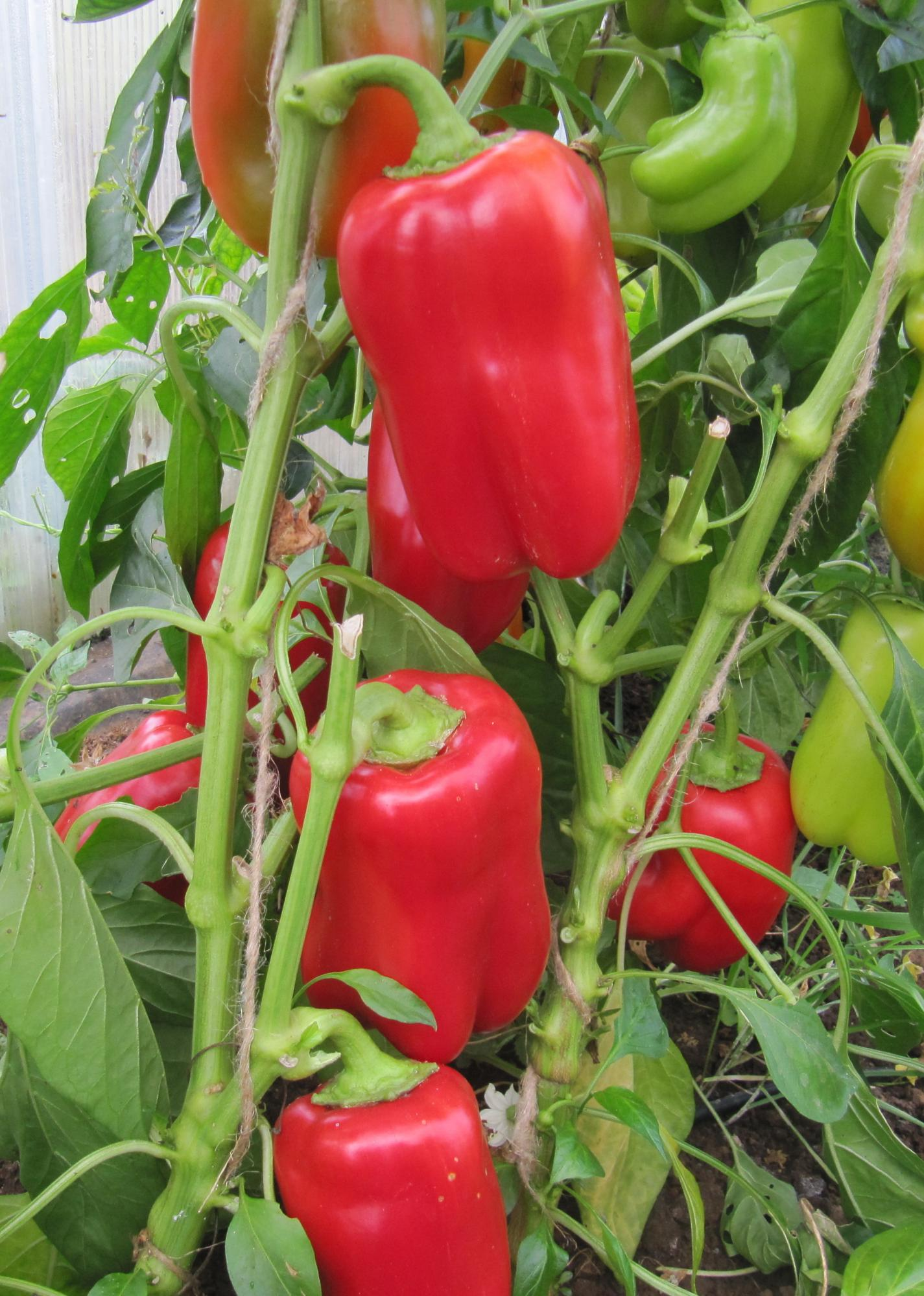 перец альто f1. семена сладкого перца f1. семена сладкого перца f1. золотинка f1( агросемтомс). семена сладкого перца f1.