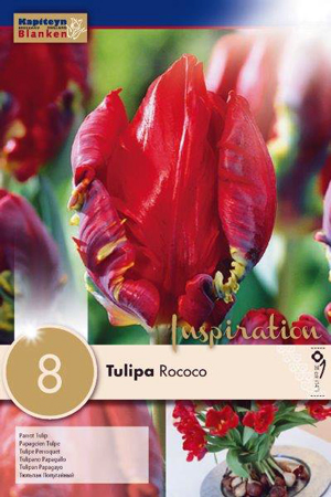 Тюльпан Рококо фото в интернет-магазине "Сортовые семена"