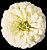 Цинния Тополино Вайт, 250шт. Профессиональная упаковка фото в интернет-магазине "Сортовые семена"
