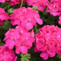 Фото Пеларгония зональная Апаче Дип Роуз, 250шт. Профессиональная упаковка