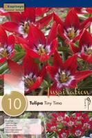 Тюльпан Тини Тимо