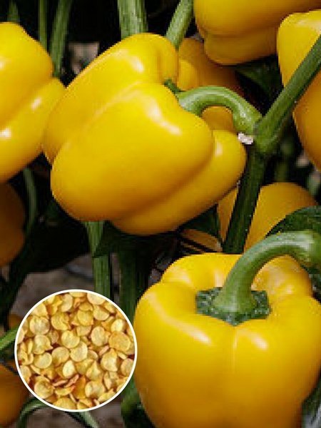 Перец Сороксари (1 кг) фото в интернет-магазине "Сортовые семена"