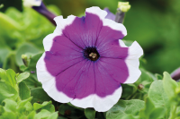 Фото Петуния мультифлора Мамбо Джи Пи F1 Виолет Пикоти, Hem Genetics, 1000 драже
