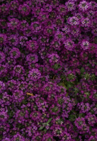 Фото Алиссум Истер Боннет фиолетовый (CT) 1000 шт. Профессиональные семена