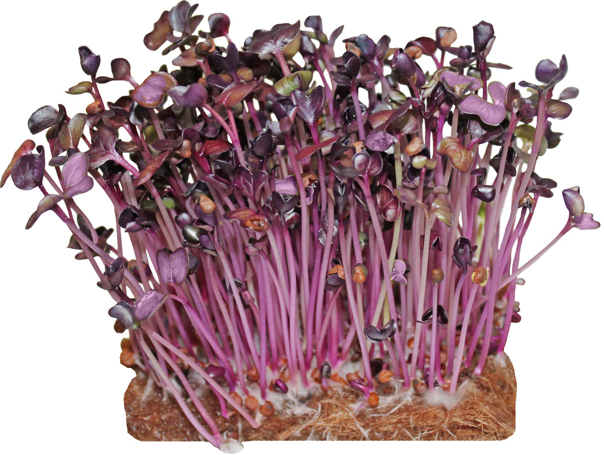 Редис Санго (Фиолетовый) для проращивания  фото в интернет-магазине "Сортовые семена"