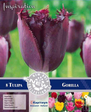 Тюльпан Горилла фото в интернет-магазине "Сортовые семена"