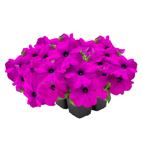 Петуния грандифлора Саксесс 360° Виолет, Benary, 1 000др фото в интернет-магазине "Сортовые семена"