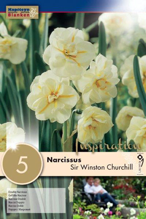 Нарцисс Сэр Уинстон Черчилль фото в интернет-магазине "Сортовые семена"