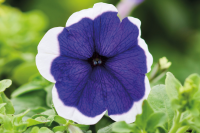 Фото Петуния мультифлора Мамбо Джи Пи F1 Блю Пикоти, Hem Genetics, 1000 драже