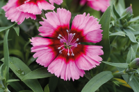 Фото Гвоздика Дивинити F1 Кримсон Пикоти, Hem Genetics, 1000 шт