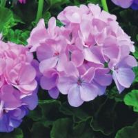 Фото Пеларгония зональная Маверик Квиксильвер, 100шт. Профессиональная упаковка