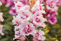 Фото Львиный зев махровый Твинни F1 Орхид, Hem Genetics, фас. 1000