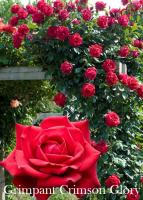 Роза Grimpant Crimson Glory