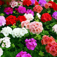 Фото Пеларгония зональная Маверик Микс, 250шт. Профессиональная упаковка