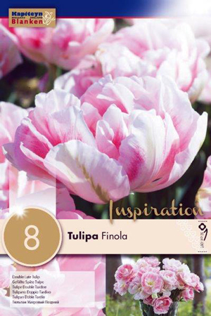 Тюльпан Финола (Махровый поздн.) фото в интернет-магазине "Сортовые семена"