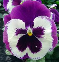 Фото Виола крупноцветковая Экстрада Виолет Фэйс, 100шт. Профессиональная упаковка