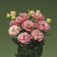 Эустома крупноцветковая Корелли III Эприкот, 100драже. Профессиональная упаковка