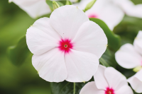 Фото Катарантус Хитвэйв Пепперминт, Hem Genetics, фас. 1000