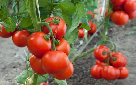 Безрассадный способ выращивания томата в Сибири
