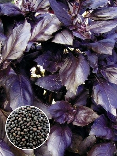 Базилик Арарат (1 кг) фото в интернет-магазине "Сортовые семена"