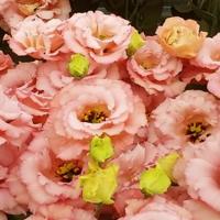 Эустома крупноцветковая Корелли III Роуз, 100шт. Профессиональная упаковка