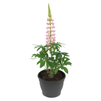 Фото Люпин Люпини Пинк Шейдес, Benary, фас. 1000