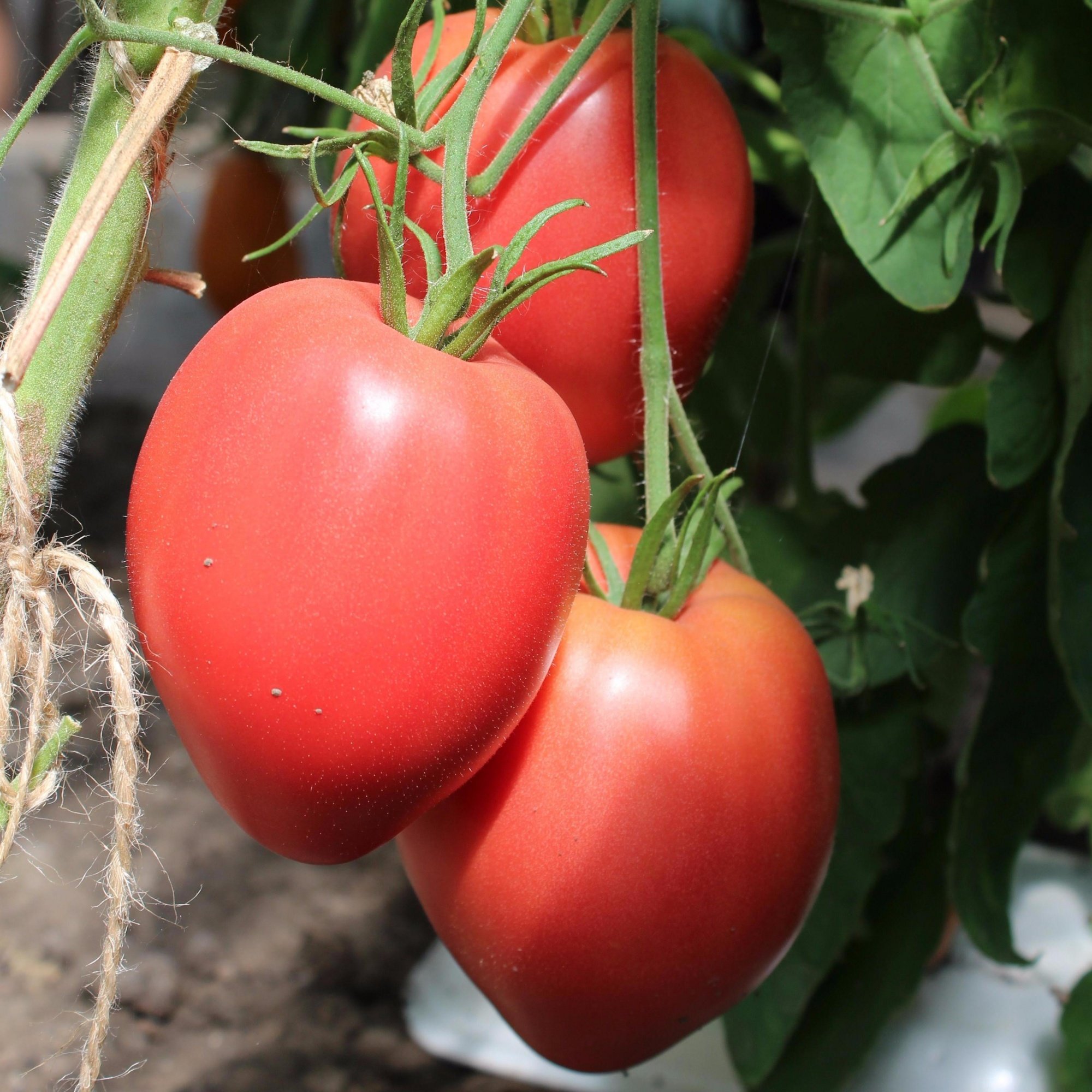 Сорта томатов купить семена