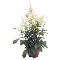 Фото Астильба Арендса Астари Вайт, Benary, 1200 драже