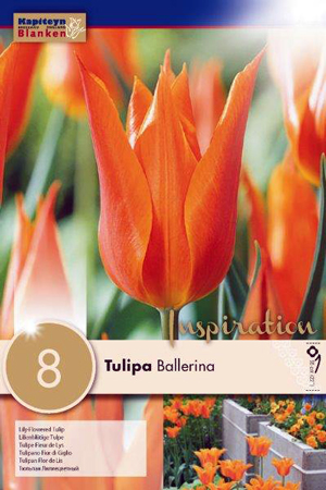 Тюльпан Балерина фото в интернет-магазине "Сортовые семена"