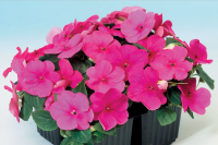 Фото Бальзамин Баланс F1 Роуз, Hem Genetics, фас. 1000