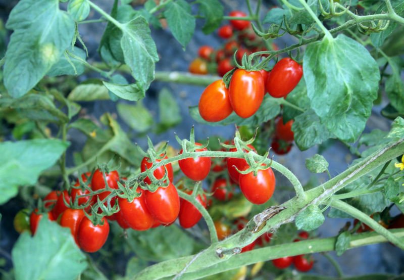 Ученые Центрального сибирского ботанического сада (ЦСБС СО РАН) собрали уникальную коллекцию дикорастущих томатов для создания новых сортов