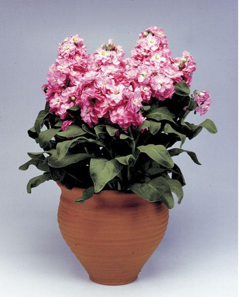 Матиола Купить