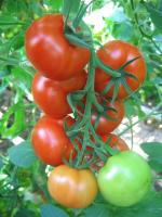 Томат F1 Вятич