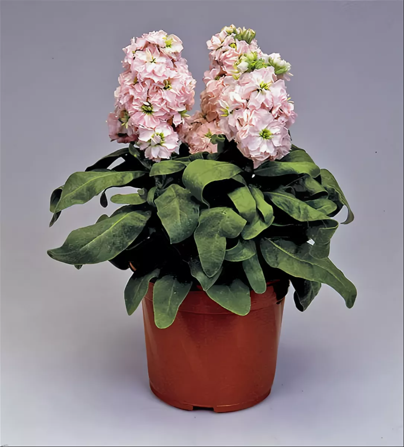 Матиола Купить