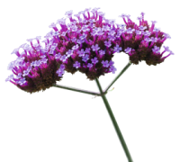 Фото Вербена бонарская Финесс, Benary, фас. 1000