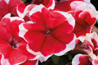 Фото Петуния мультифлора Мамбо Джи Пи F1 Ред Пикоти, Hem Genetics, 1000 драже