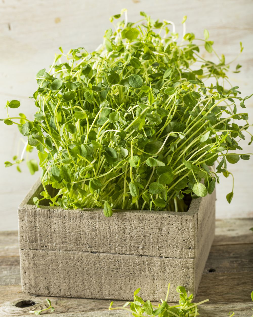 Руководство по микрозелени: как выращивать в домашних условиях