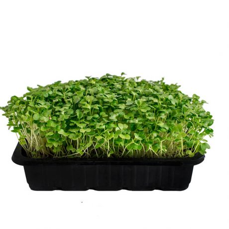 Кале (кейл) листовая зеленая семена для проращивания  фото в интернет-магазине "Сортовые семена"