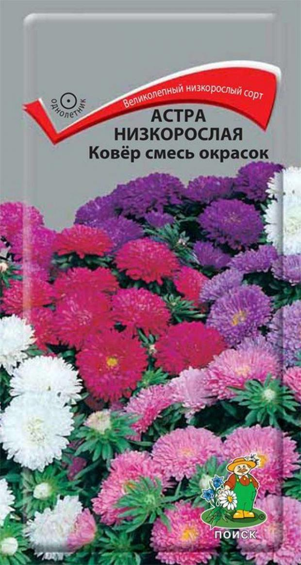 Купить Семена Новобельгийской Махровой Низкорослой Астры
