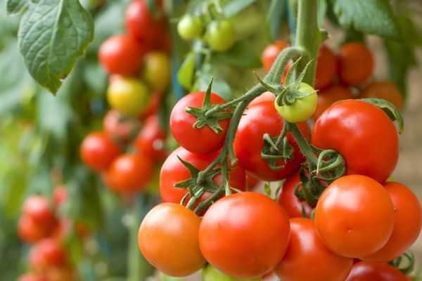 Полудетерминантные томаты для Сибири и северных регионов