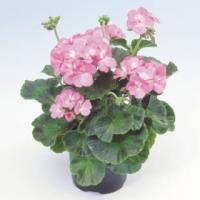 Фото Пеларгония зональная Апаче Пинк, 100шт. Профессиональная упаковка