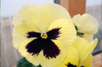 Фото Виола крупноцветковая Экстрада F1 Лемон Блотч, Hem Genetics, 1000 шт