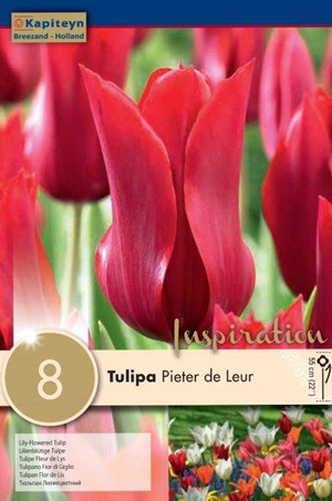 Тюльпан Питер де Лир (Лилиецветный) фото в интернет-магазине "Сортовые семена"