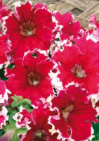 Фото Петуния крупноцветковая Кан Кан Пикоти Черри Роуз, 1000 драже Профессиональная упаковка