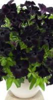 Цветы Петуния черная Гигант F1
