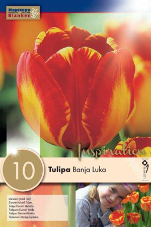 Тюльпан Банья Лука фото в интернет-магазине "Сортовые семена"