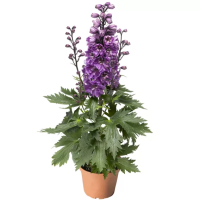 Фото Дельфиниум высокий Дельфина Пинк Вайт Би, Syngenta, фас. 1000