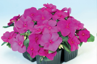 Фото Бальзамин Баланс F1 Виолет, Hem Genetics, фас. 1000