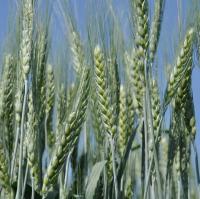 Пшеница озимая Лагуна