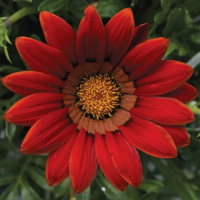 Фото Газания Биг Кисс F1 Ред, Syngenta, 1 000шт